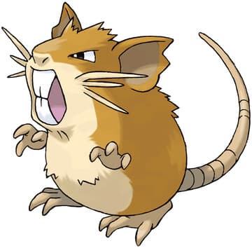 Raticate